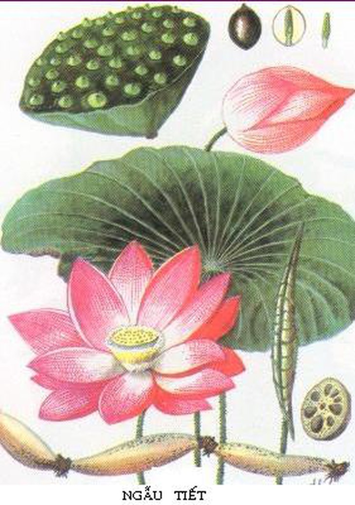Ngẫu tiết.