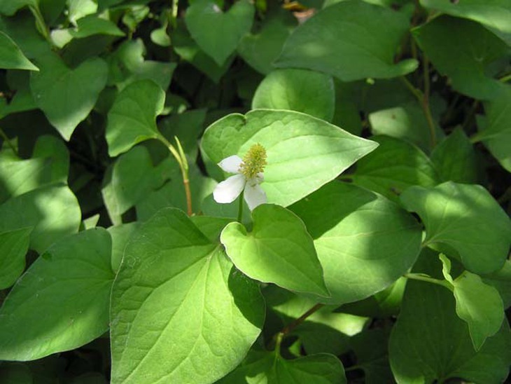 Rau diếp cá.