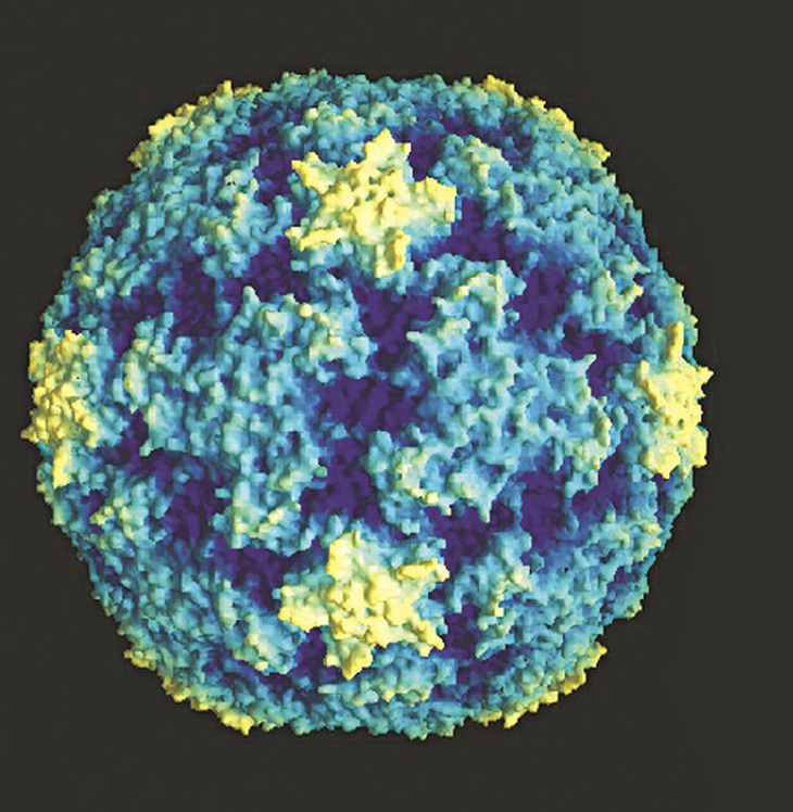 Rhinovirus