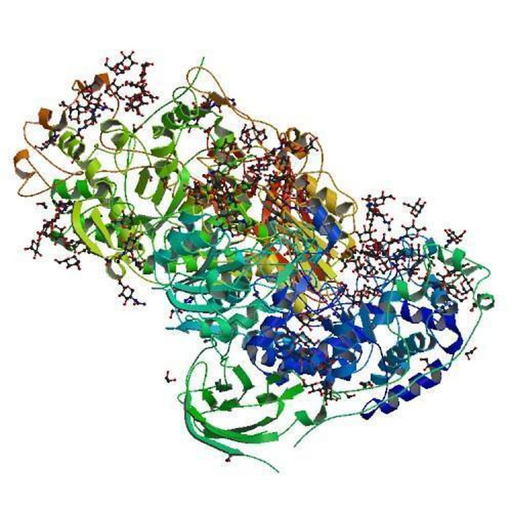 Thuốc bổ sung lactase có thể là thuốc viên, nhai trước khi dùng các sản phẩm từ sữa hoặc uống sữa.