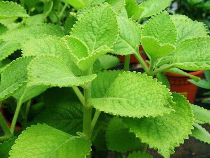 3 vị thuốc nam hỗ trợ trị viêm họng hiệu quả, rẻ tiền, dễ kiếm - Ảnh 4.