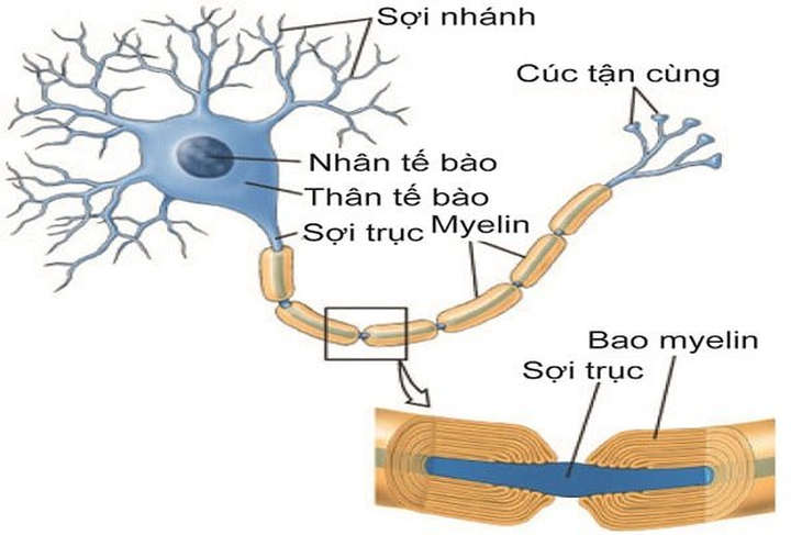 Lưu ý khi tiêm vaccine COVID-19 ở người bệnh đa xơ cứng - Ảnh 1.
