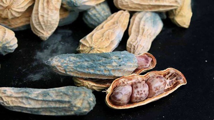 Hạt lạc tuy nhỏ bé nhưng có thể gây họa lớn, thậm chí ung thư nếu ăn sai cách - Ảnh 1. Hạt lạc tuy nhỏ bé nhưng có thể gây họa lớn, thậm chí ung thư nếu ăn sai cách - Ảnh 1.