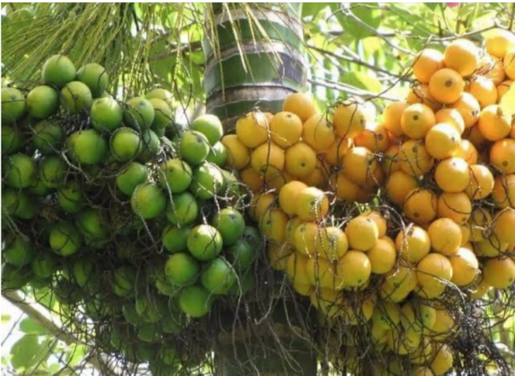 Hạt cau- vị thuốc tiêu thực, trị giun sán - Ảnh 1. Hạt cau- vị thuốc tiêu thực, trị giun sán - Ảnh 1.