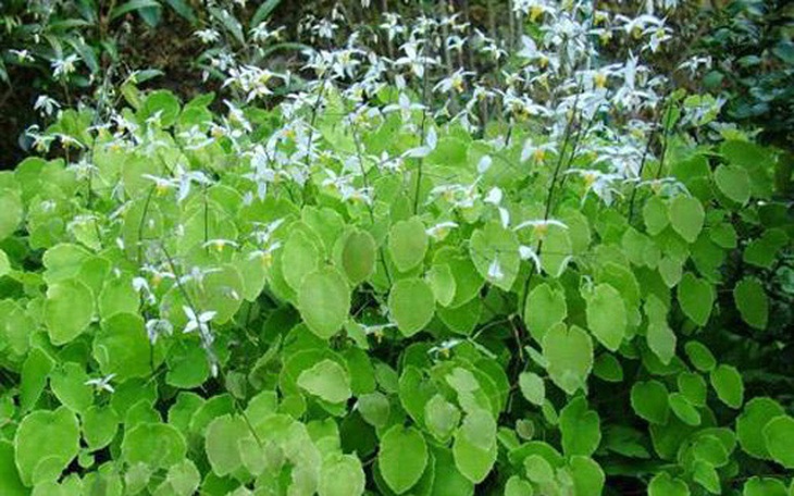Bài thuốc trị liệt dương từ dâm dương hoắc 