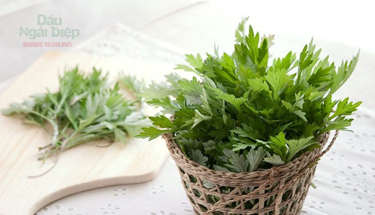 Giải pháp hỗ trợ người bị đau nhức xương khớp từ ngải cứu - Ảnh 1. Giải pháp hỗ trợ người bị đau nhức xương khớp từ ngải cứu - Ảnh 1.