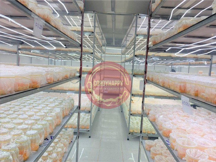 Đông trùng hạ thảo: Từ nghiên cứu khoa học tới giá trị cộng đồng - Ảnh 6.