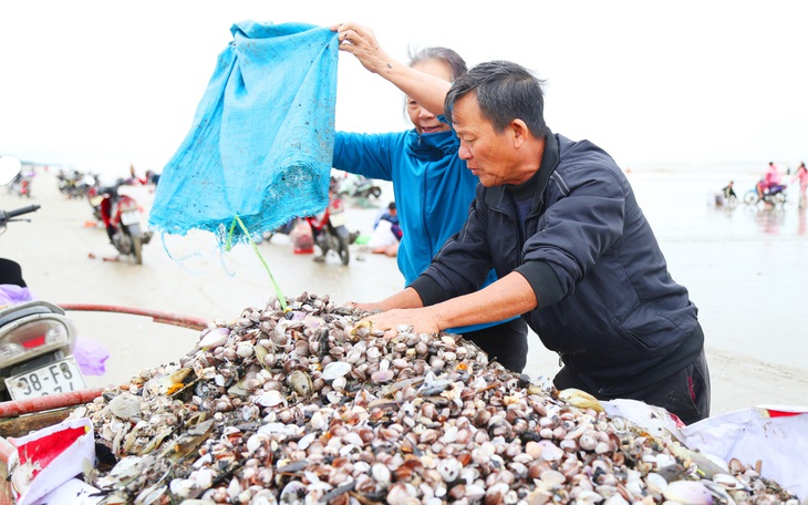 Ngư dân Hà Tĩnh hứng "mưa sò huyết" sau bão số 8