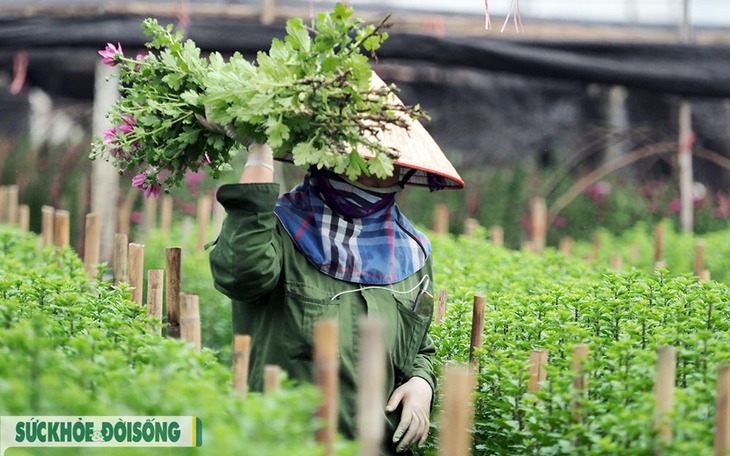 Hà Nội: Thị trường hoa tươi tất bật trước ngày 20/10 - Ảnh 2.