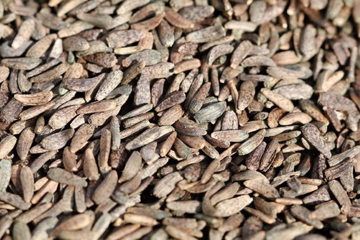 Đông y trị viêm amidan cấp - Ảnh 3.