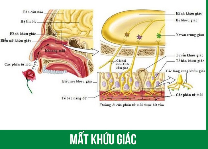 Các triệu chứng tai mũi họng khi mắc COVID-19: Tự khỏi hay cần điều trị? - Ảnh 2.