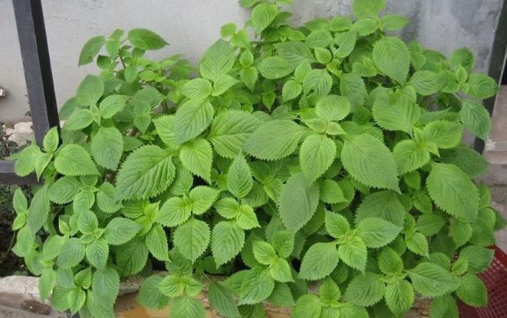 Kinh giới trị sốt nóng, đau đầu, đau họng… - Ảnh 1.