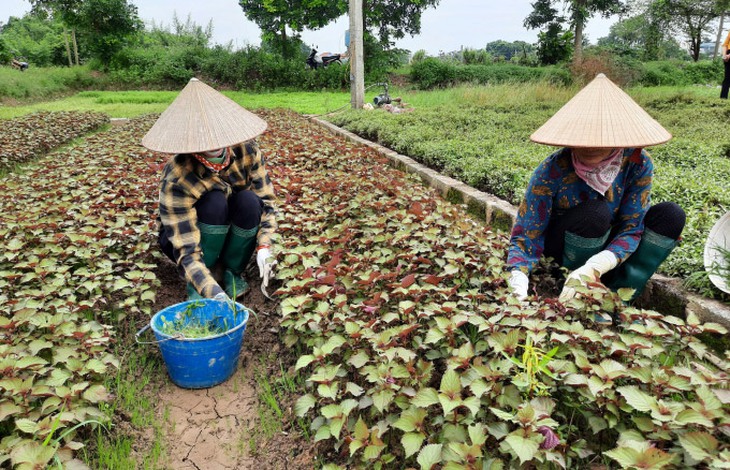 Phục hồi sản xuất nông nghiệp, "chạy đua" thực phẩm Tết - Ảnh 2.