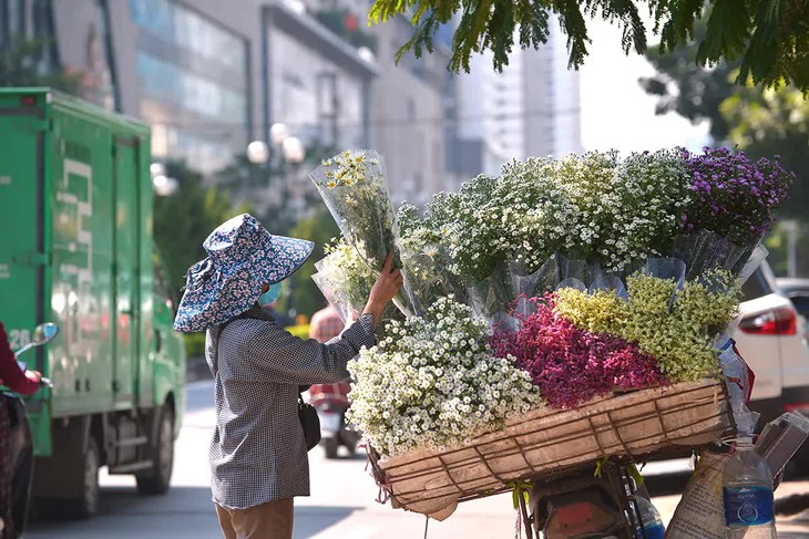 Cúc họa mi tinh khôi xuống phố cùng thu Hà Nội - Ảnh 5. Cúc họa mi tinh khôi xuống phố cùng thu Hà Nội - Ảnh 5.