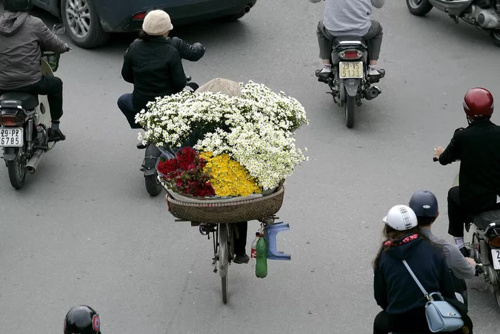 Cúc họa mi tinh khôi xuống phố cùng thu Hà Nội - Ảnh 3. Cúc họa mi tinh khôi xuống phố cùng thu Hà Nội - Ảnh 3.