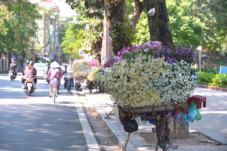 Cúc họa mi tinh khôi xuống phố cùng thu Hà Nội - Ảnh 1. Cúc họa mi tinh khôi xuống phố cùng thu Hà Nội - Ảnh 1.