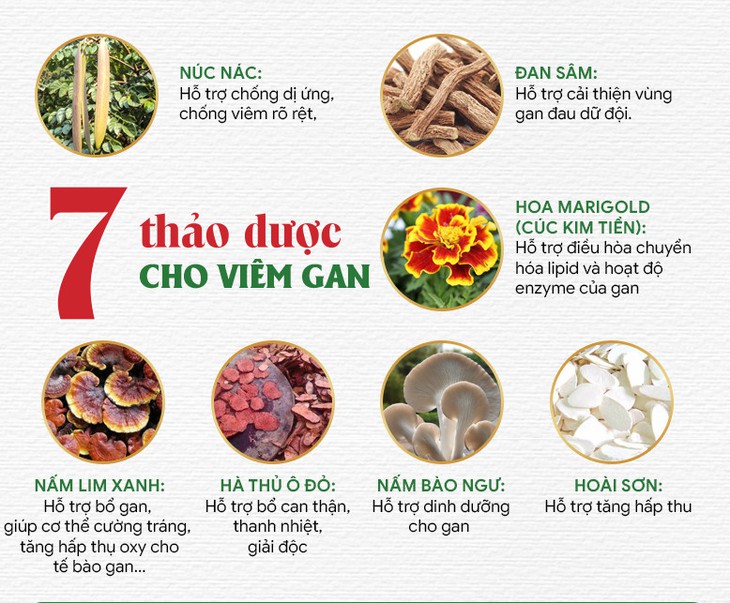 "Nâng tầm" dược liệu hỗ trợ giải độc gan nhờ thành tựu khoa học mới - Ảnh 2.