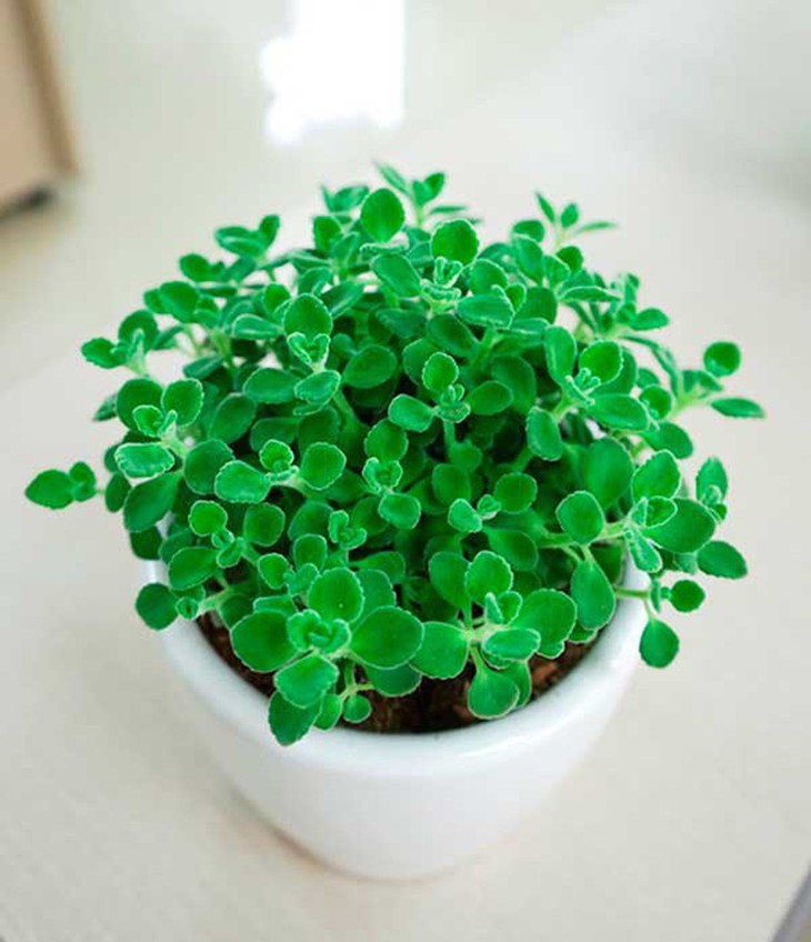 Nhất mạt hương có công dụng đuổi muỗi