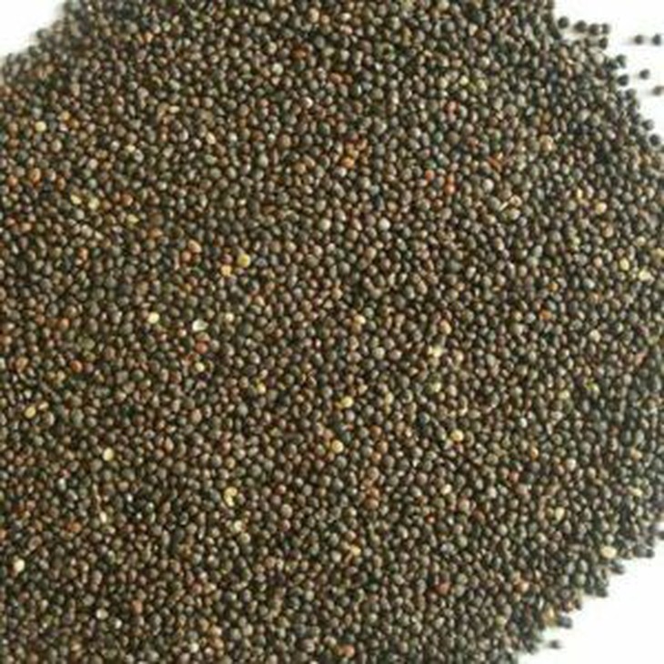 Các phương thuốc trị hen suyễn do phong hàn - Ảnh 2.