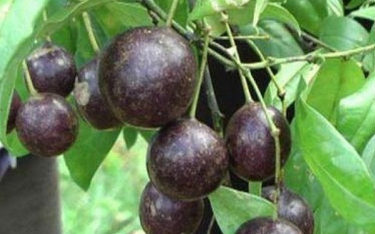 17 học sinh ngộ độc sau khi ăn quả rừng, 1 em tử vong