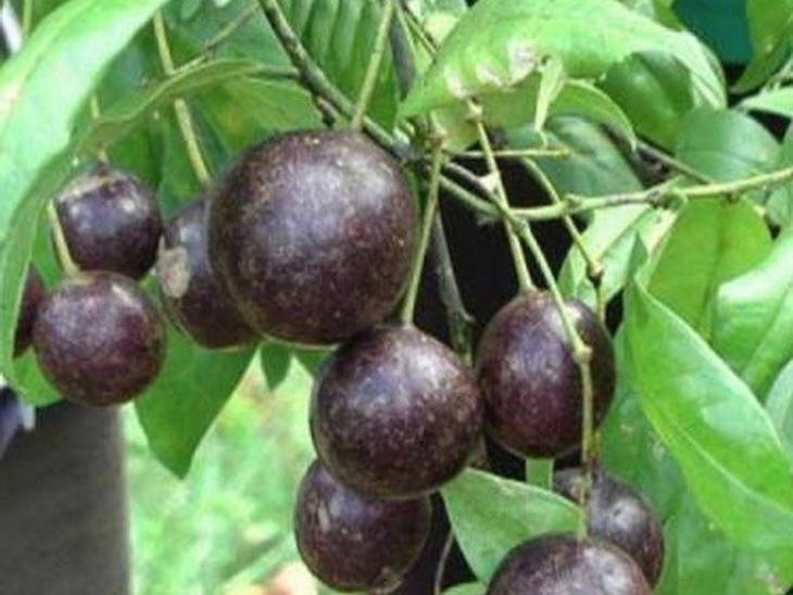 Một học sinh tử vong do ngộ độc quả hồng châu - Ảnh 3.