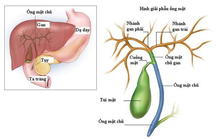 Ung thư đường mật: Triệu chứng, phân loại và nguyên nhân gây bệnh ai cũng cần phải biết - Ảnh 2. Ung thư đường mật: Triệu chứng, phân loại và nguyên nhân gây bệnh ai cũng cần phải biết - Ảnh 2.