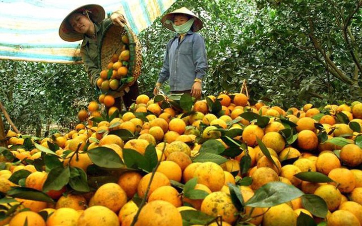 Nhiều hướng đi “phá cách” trong kinh doanh nông sản - Ảnh 2. Nhiều hướng đi “phá cách” trong kinh doanh nông sản - Ảnh 2.