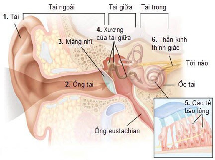 Theo nghiên cứu, các tế bào lông đóng vai trò quan trọng trong việc nghe và giữ thăng bằng. 