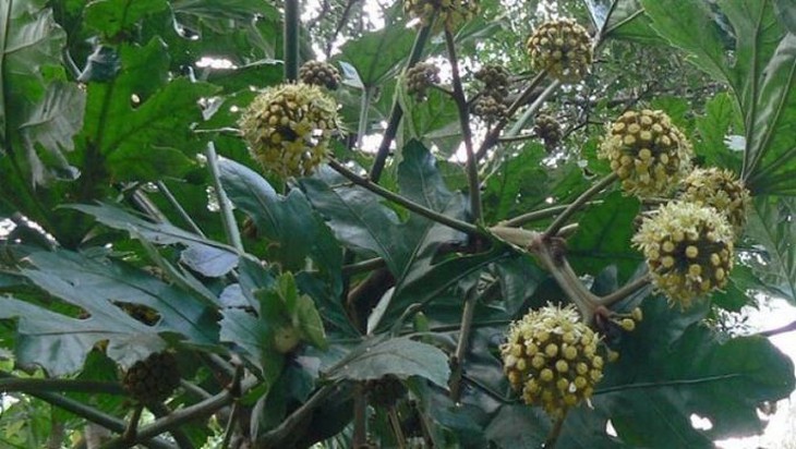 Thông thảo - vị thuốc lợi niệu, lợi sữa - Ảnh 1.