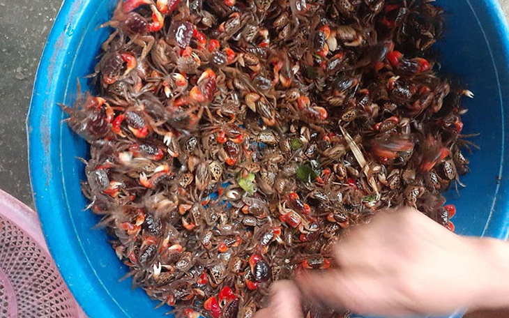Cáy mật chân đỏ vị ngọt thơm như cua đồng, các bà nội trợ đua nhau mua về nấu canh, làm mắm - Ảnh 1.