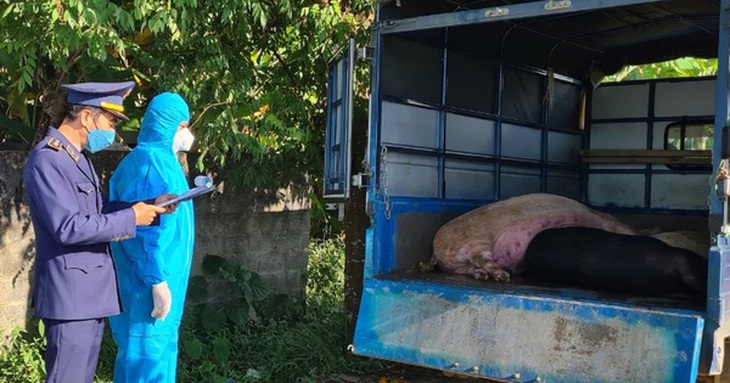 Đưa hơn 300kg lợn trong vùng công bố dịch tả châu Phi đi tiêu thụ trong đêm