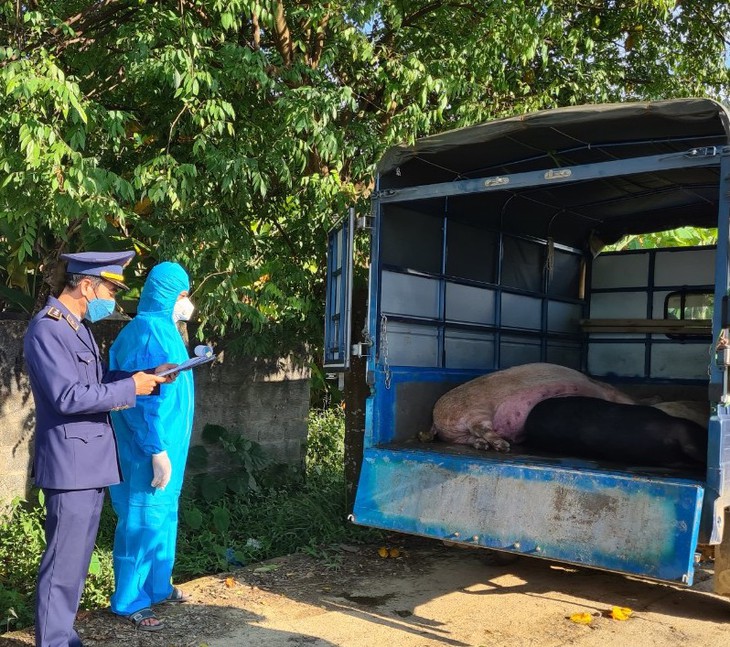 Đưa hơn 300kg lợn trong vùng công bố dịch tả châu Phi đi tiêu thụ trong đêm - Ảnh 1. Đưa hơn 300kg lợn trong vùng công bố dịch tả châu Phi đi tiêu thụ trong đêm - Ảnh 1.