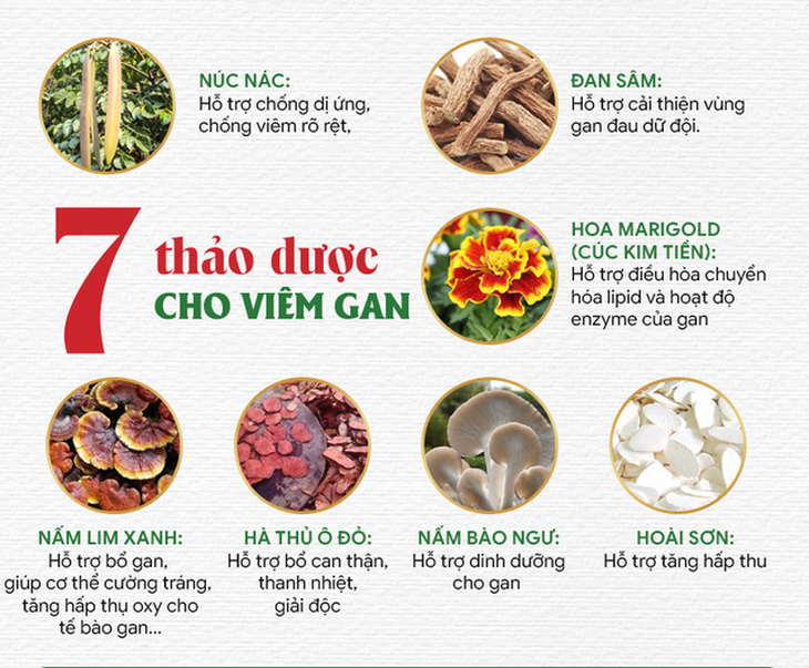 Định chuẩn hoạt chất hướng gan - thành tựu công nghệ đột phá mang giải pháp tốt hơn cho người bị viêm gan - Ảnh 2. Định chuẩn hoạt chất hướng gan - thành tựu công nghệ đột phá mang giải pháp tốt hơn cho người bị viêm gan - Ảnh 2.