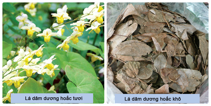 Bạch tật lê, dâm dương hoắc hỗ trợ giúp quý ông mạnh mẽ và bền bỉ - Ảnh 3. Bạch tật lê, dâm dương hoắc hỗ trợ giúp quý ông mạnh mẽ và bền bỉ - Ảnh 3.