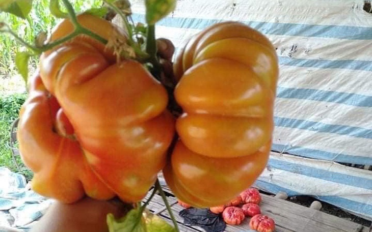 Cà chua có múi giá cao "ngất ngưởng", bỏ xa giá cà chua thông thường vẫn hút khách  - Ảnh 1.