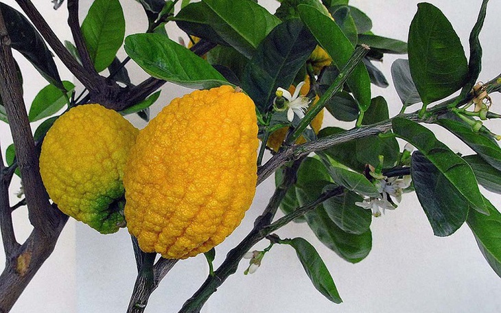 Chanh yên rừng hiếm gặp, trở thành mặt hàng được nhiều người lùng mua - Ảnh 1.