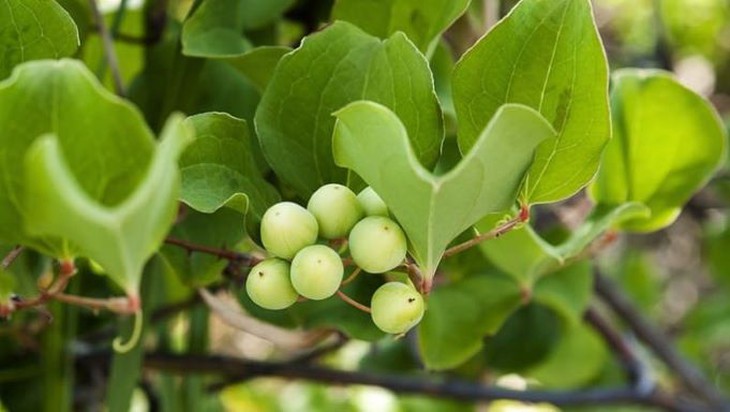 Tỳ giải – vị thuốc lợi tiểu, chữa lưng gối tê đau, mụn nhọt - Ảnh 1.