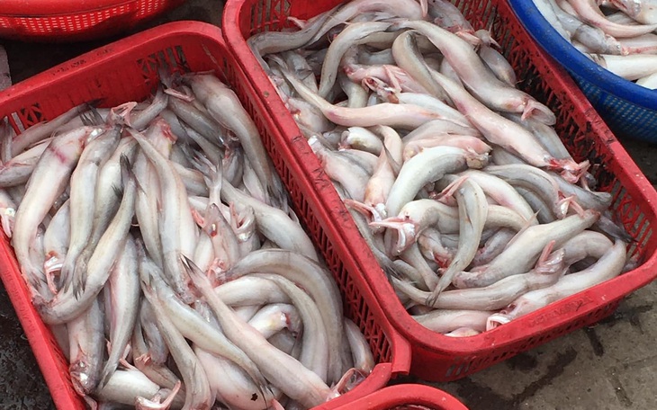 Cá khoai vào mùa, "phủ trắng" chợ mạng, tiểu thương chốt đơn liên tục  - Ảnh 1.