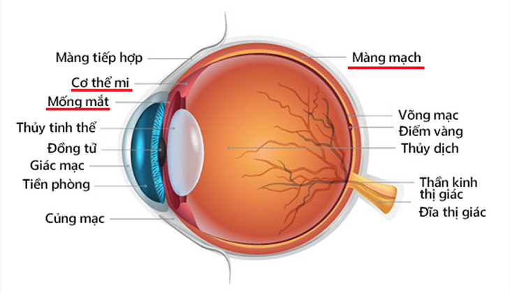 Vũ khí mới cho bệnh nhân u hắc tố màng bồ đào ác tính - Ảnh 1.