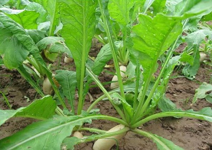 La bặc tử - tiêu thực, trừ trướng, trừ đờm - Ảnh 2.