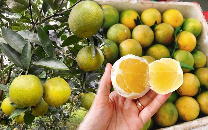 Cam Vinh vào vụ giá chỉ 11.000 đồng/kg, các bà nội trợ tranh thủ mua về dùng - Ảnh 1.