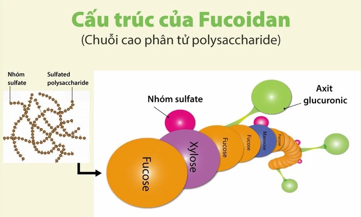 Tìm hiểu về cấu trúc phân tử của fucoidan - Ảnh 1. Tìm hiểu về cấu trúc phân tử của fucoidan - Ảnh 1.