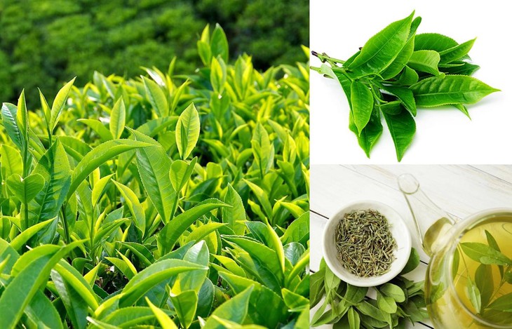 Bệnh mỡ máu cao kiêng ăn gì và nên ăn gì để tránh tai biến? - Ảnh 3.