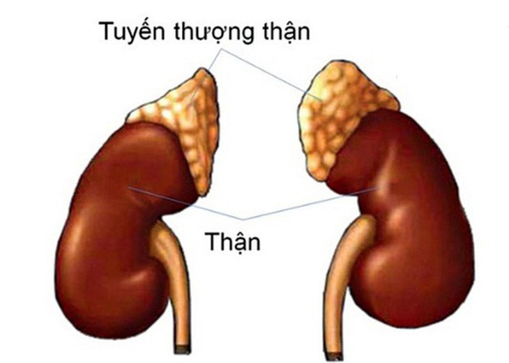 Suy tuyến thượng thận do dùng Corticoid: Những điều cần lưu ý! - Ảnh 4.