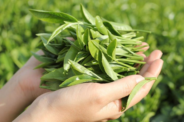 Thói quen uống trà xanh mỗi ngày đem lại nhiều lợi ích mà bạn không ngờ tới - Ảnh 2.