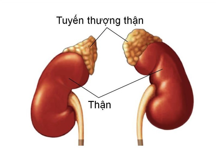 Suy tuyến thượng thận và lưu ý khi điều trị - Ảnh 1.