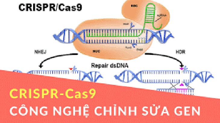 Ứng dụng công nghệ gene di truyền trong Y khoa - Ảnh 3.
