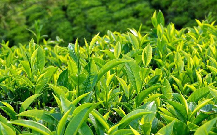 8 chất có trong trà xanh giúp phòng ngừa bệnh