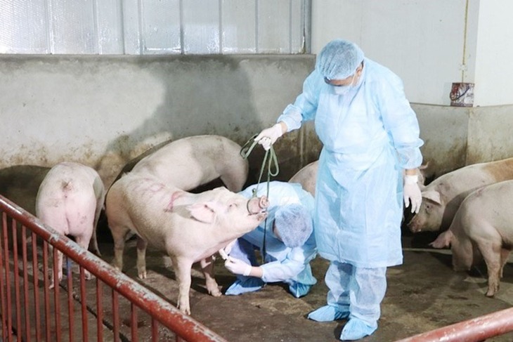 Nỗi lo người chăn nuôi và mong ngóng vaccine dịch tả lợn châu Phi "made in Vietnam" - Ảnh 1. Nỗi lo người chăn nuôi và mong ngóng vaccine dịch tả lợn châu Phi "made in Vietnam" - Ảnh 1.