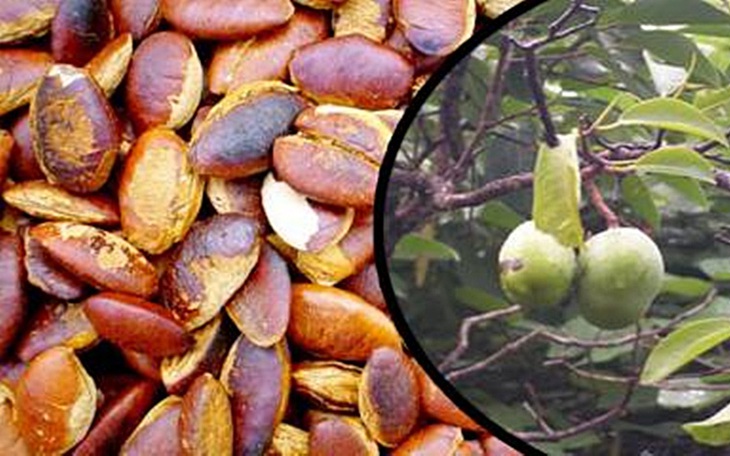 Hạt kơ nia mang đậm hương vị núi rừng, hứa hẹn trở thành món độc đãi khách dịp Tết 2022 - Ảnh 1.